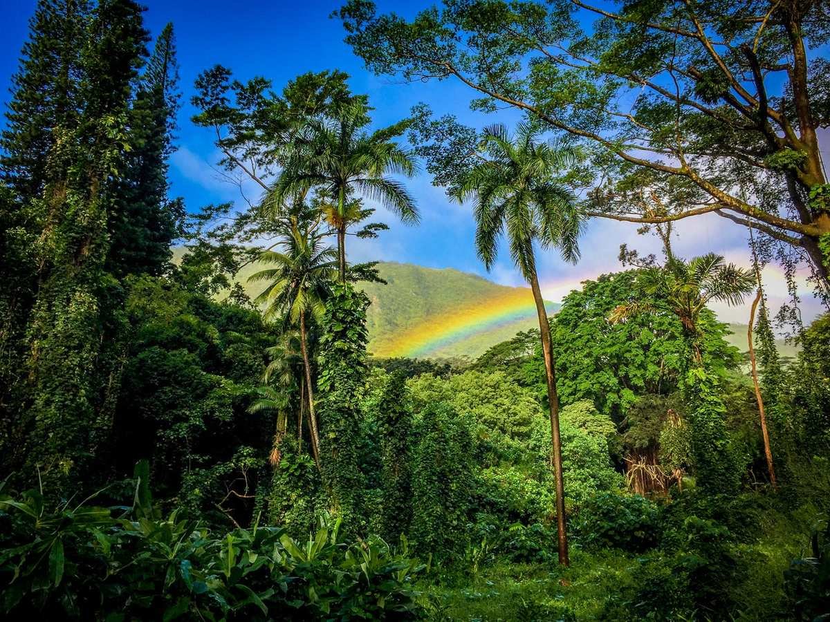 Rainbow over a lush rainforest valley in Hawai'i